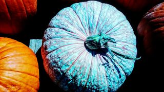 Pourquoi il y aura plein de citrouilles turquoise à Halloween