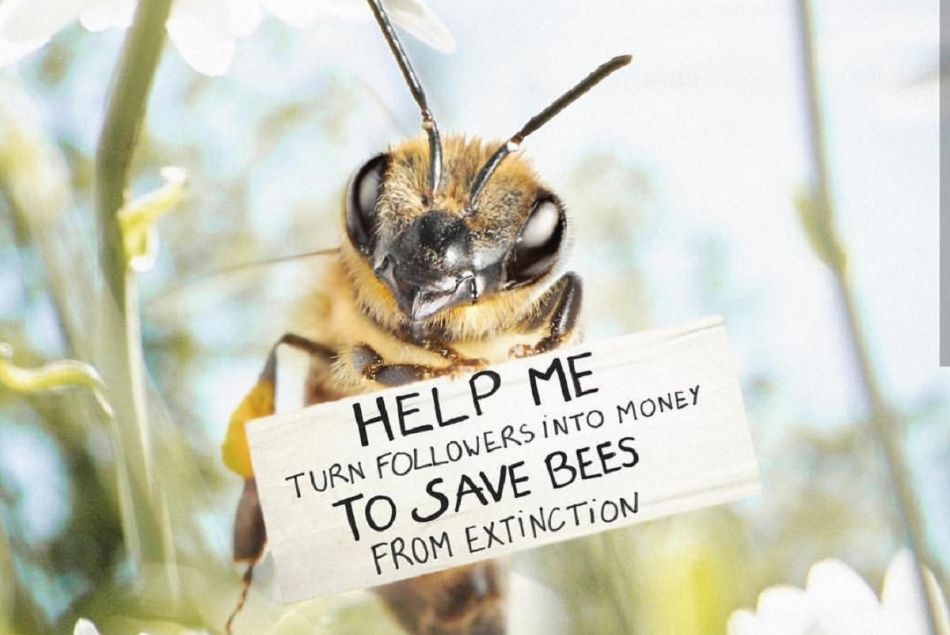 Cette abeille influenceuse appelle à l'aide sur Instagram