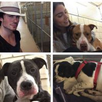 Ian Somerhalder : l'ami des animaux sur Instagram