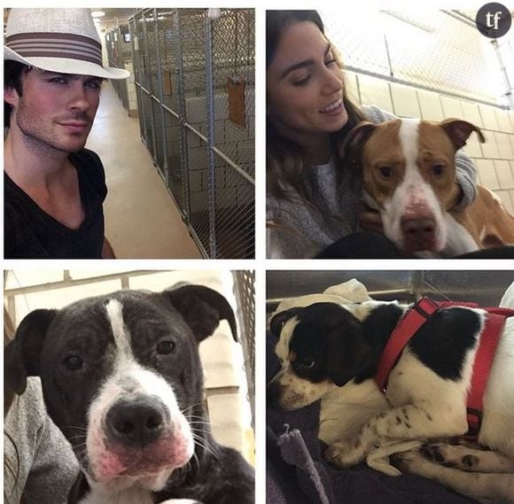 Ian Somerhalder sauve des chiens