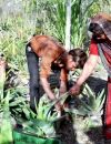 En plantant des plantes à l'aloe vera autour de leurs arbres, les habitants de Piplanti ont relancé leur économie