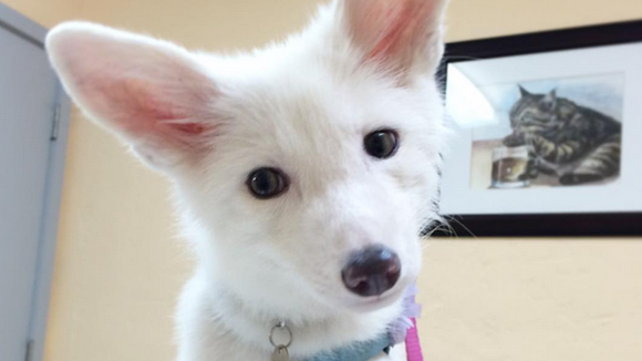 10 animaux trop mignons à suivre sur Instagram