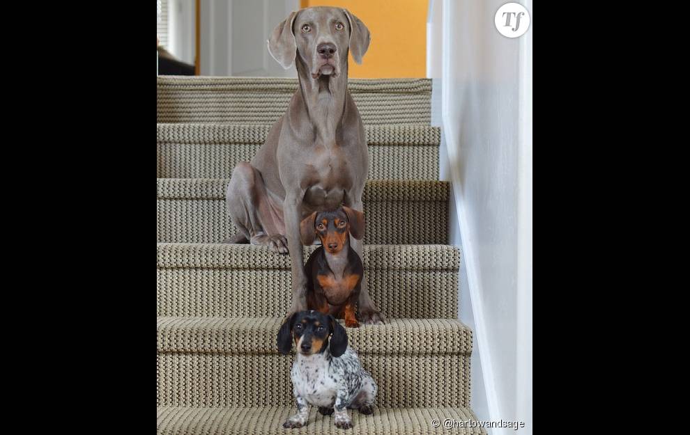Harlow, Indiana et Reese