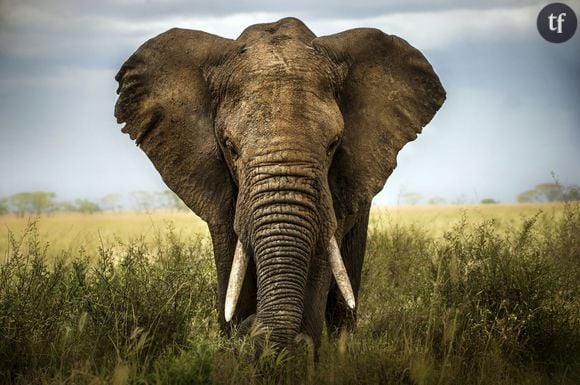 La situation est dramatique pour les éléphants de Tanzanie.