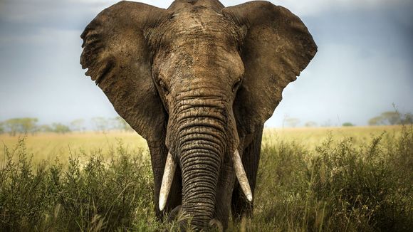 L'hécatombe des éléphants de Tanzanie : 66 % des animaux massacrés en quatre ans