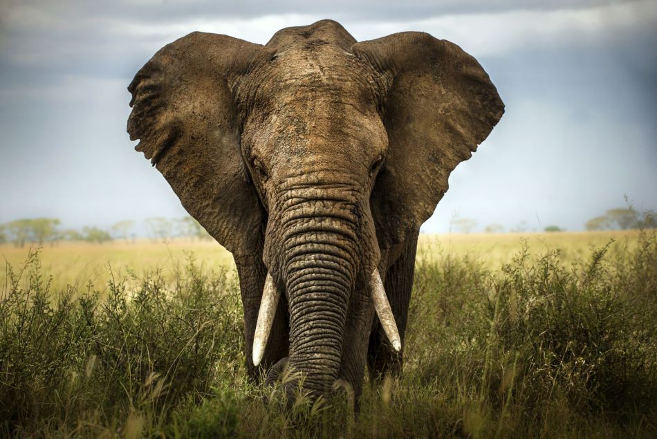 La situation est dramatique pour les éléphants de Tanzanie.