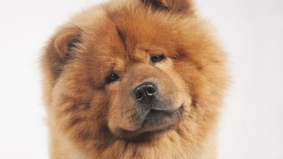 Pourquoi les chiens inclinent-ils leur tête sur le côté ?