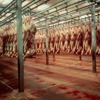 Une vidéo terrifiante dénonce les méthodes d'un abattoir certifié bio