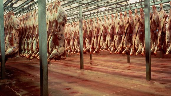 Une vidéo terrifiante dénonce les méthodes d'un abattoir certifié bio