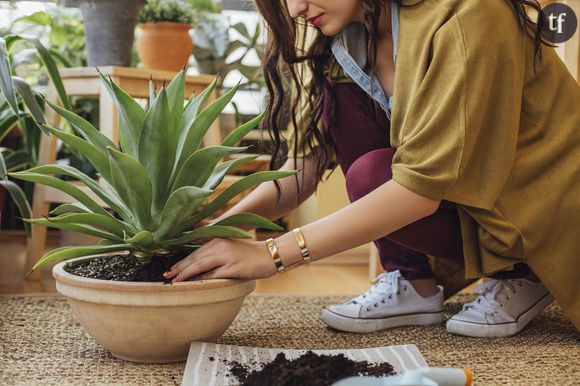 Les plantes qui aident à s'endormir