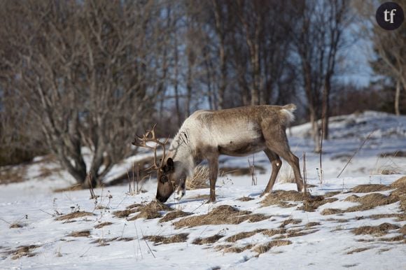 Les rennes de Svalbard en train de creuser le sol pour trouver à manger