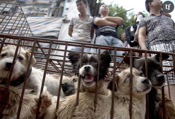 Les chiens vendus au Moran Market, parqués dans des cages en attendant d'être tués