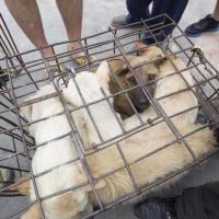 Le plus grand marché de viande de chien en Corée du Sud va (enfin) fermer ses portes