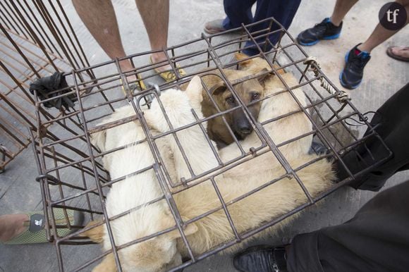 Moran Market, le plus grand marché aux chiens sud-coréen, va enfin fermer ses portes