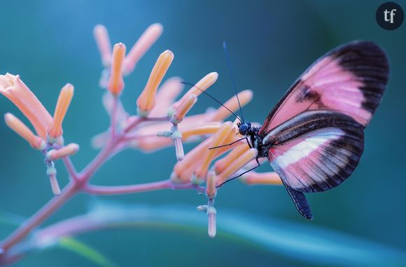 6 conseils pour transformer son jardin en paradis à papillons