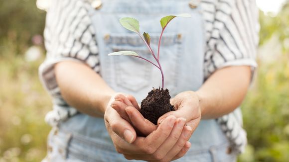 Devenir vegan : quels sont les bienfaits pour la planète ?