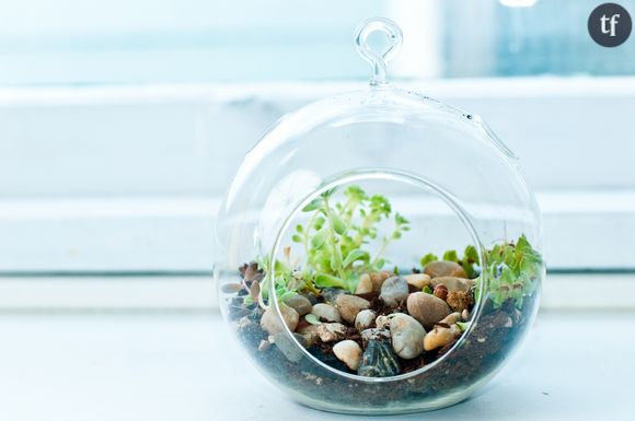 20 idées de terrarium dénichées sur Pinterest