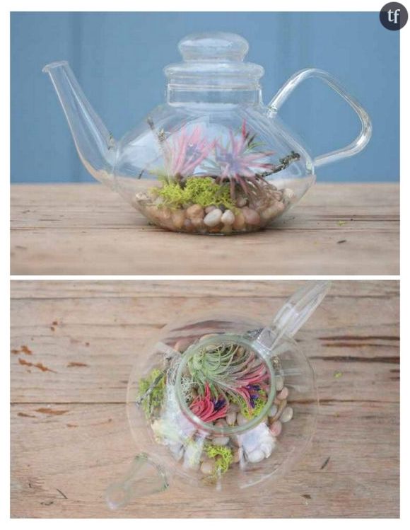 Un terrarium théière