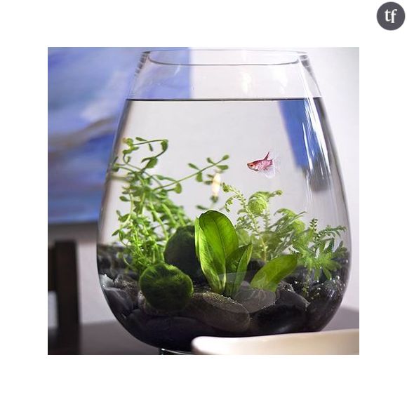 Le terrarium aquatique