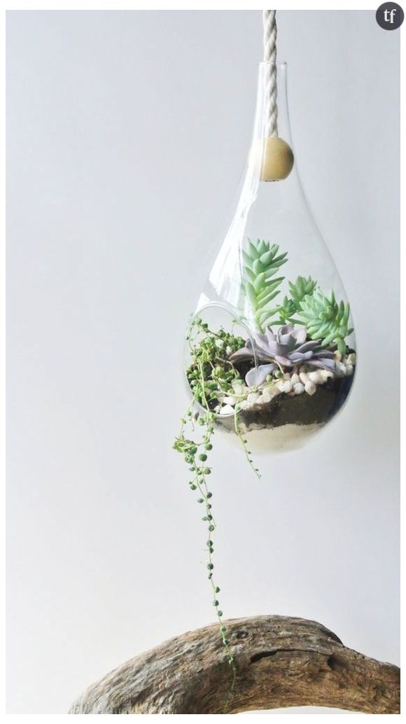 Le terrarium suspendu