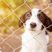 Que faire pour lutter contre les abandons d'animaux cet été ?