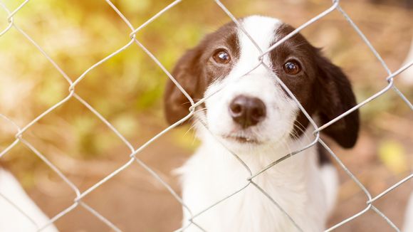 Que faire pour lutter contre les abandons d'animaux cet été ?