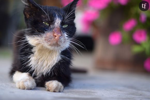 Comment lutter contre les abandons d'animaux ?