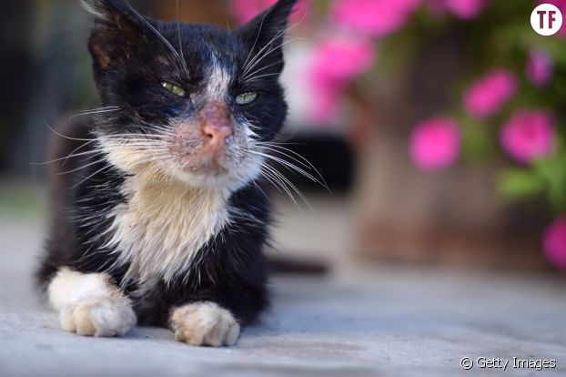 Static1 Terrafemina Com Articles 9 34 99 79 5097 Comment Lutter Contre Les Abandons D Ani 622x0 1 Jpg