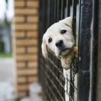 Brûlés à la javel, intoxiqués : les animaux domestiques victimes collatérales du Covid-19