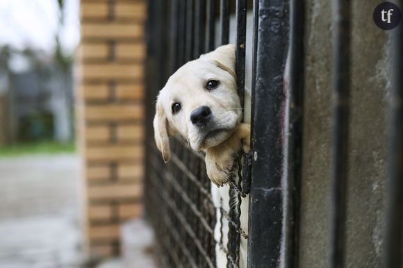 Chiens et chats n'échappent pas aux dommages collatéraux du coronavirus.