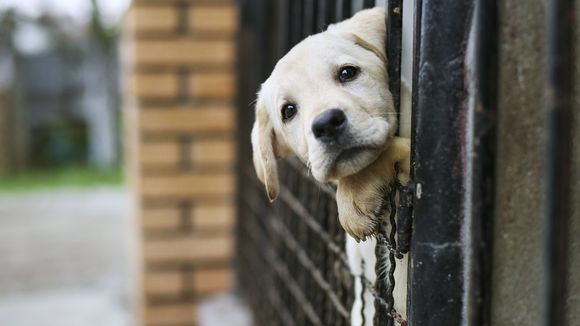 Brûlés à la javel, intoxiqués : les animaux domestiques victimes collatérales du Covid-19