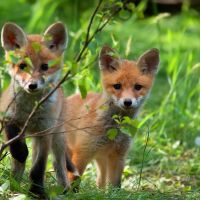 Le déconfinement pourrait être catastrophique pour les animaux