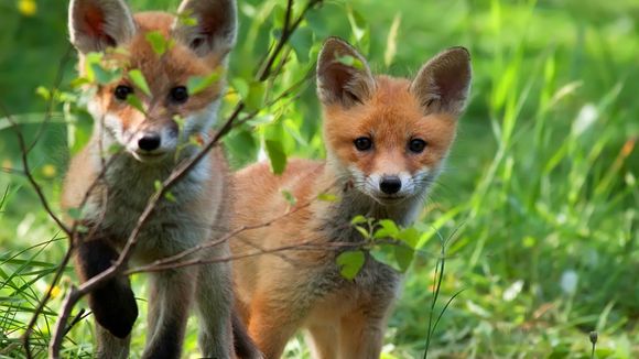 Le déconfinement pourrait être catastrophique pour les animaux