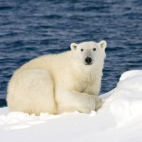 Les ours polaires pourraient disparaître d'ici à 2100