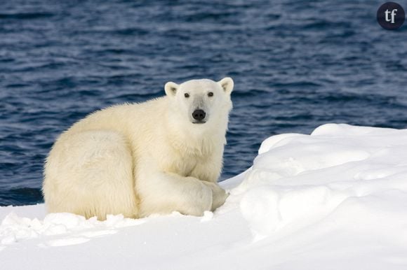 Ours polaire en Norvège