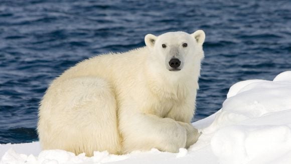 Les ours polaires pourraient disparaître d'ici à 2100