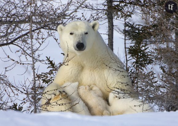 Une ourse et ses oursons au Wapusk National Park, Canada