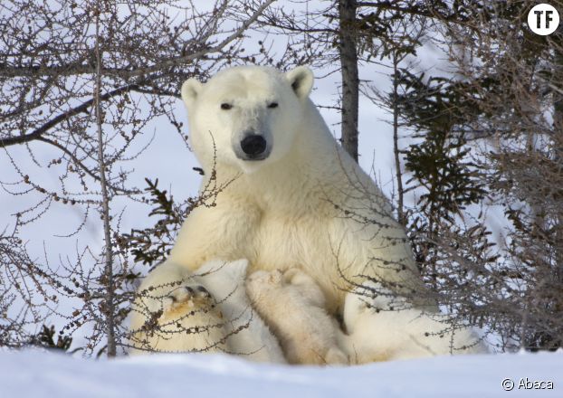 Les ours polaires pourraient totalement disparaître avant 2100