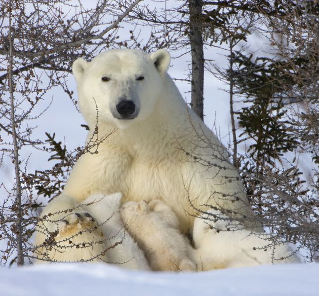 Biomimétisme. L'ours polaire inspire les chercheurs pour fabriquer des  vestes chaudes et légères