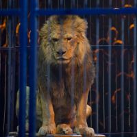 Les animaux sauvages bientôt interdits dans les cirques en France