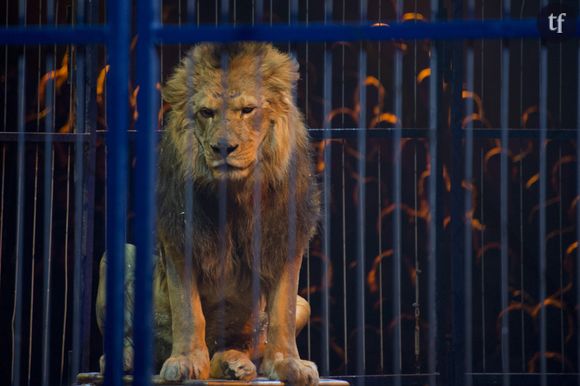 Lion en captivité dans un cirque