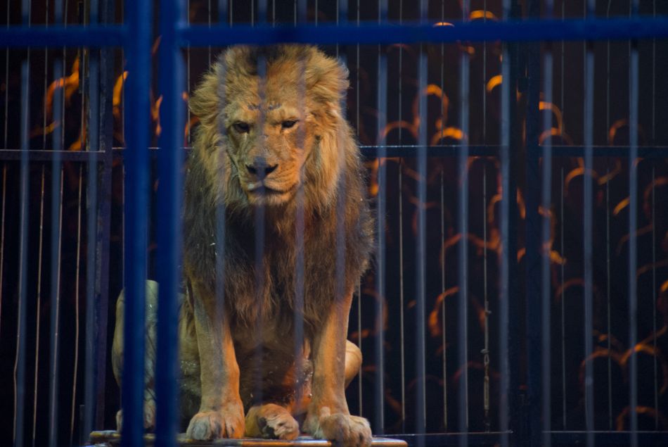 Lion en captivité dans un cirque