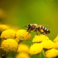 Les députés votent pour le retour de l'insecticide "tueur d'abeilles"