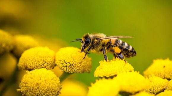 Les députés votent pour le retour de l'insecticide "tueur d'abeilles"