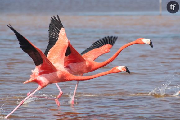 Adopter un flamant rose