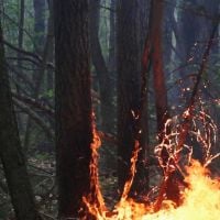 Les incendies qui ravagent la Sibérie alarment les associations écologistes
