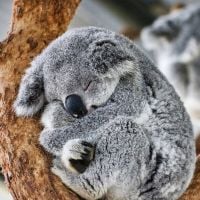Les koalas sont désormais sur la liste des animaux "en danger"