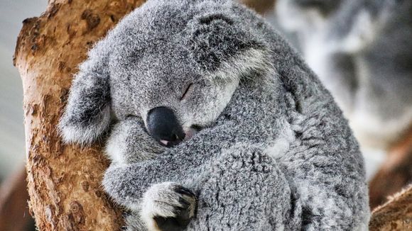 Les koalas sont désormais sur la liste des animaux "en danger"