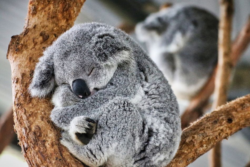 Les koalas désormais sur la liste des animaux "en danger" en Australie