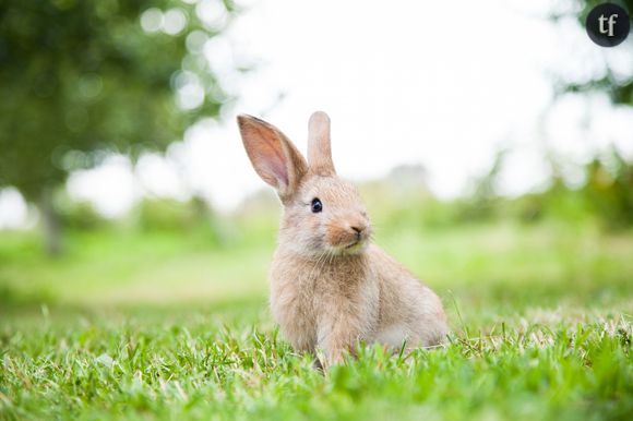 Quelles actions prendre pour défendre les lapins ?